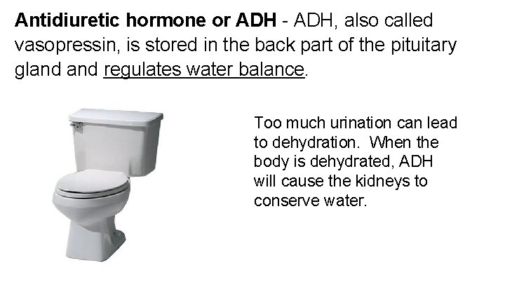 Antidiuretic hormone or ADH - ADH, also called vasopressin, is stored in the back