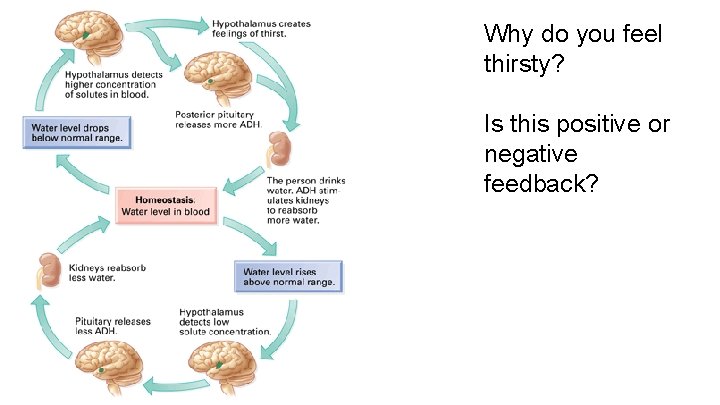 Why do you feel thirsty? Is this positive or negative feedback? 