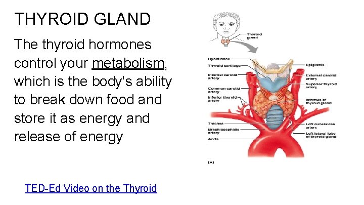 THYROID GLAND The thyroid hormones control your metabolism, which is the body's ability to