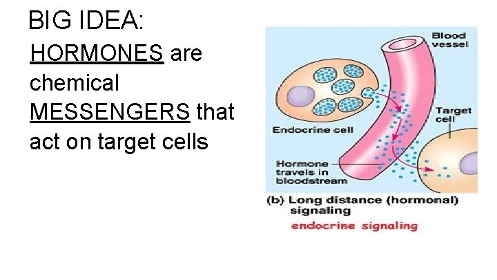 BIG IDEA: HORMONES are chemical MESSENGERS that act on target cells 