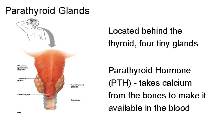 Parathyroid Glands Located behind the thyroid, four tiny glands Parathyroid Hormone (PTH) - takes