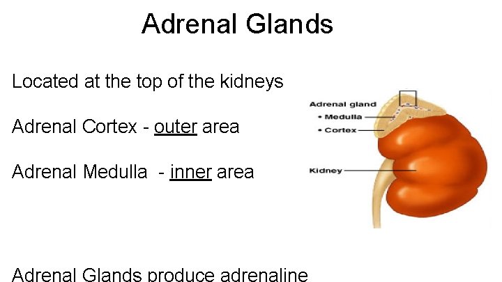 Adrenal Glands Located at the top of the kidneys Adrenal Cortex - outer area