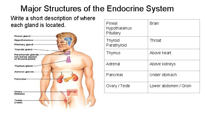 Major Structures of the Endocrine System Write a short description of where each gland
