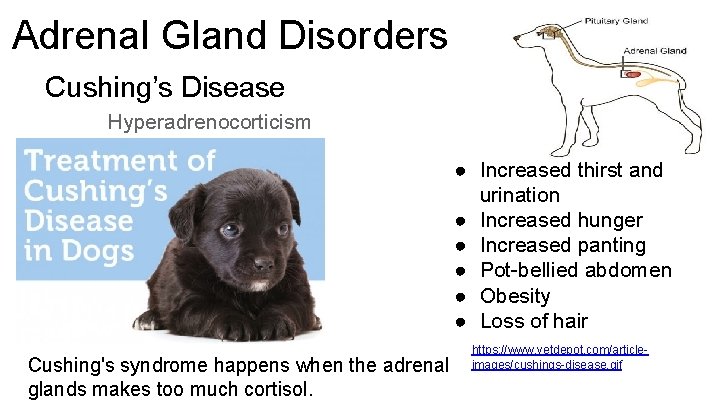 Adrenal Gland Disorders Cushing’s Disease Hyperadrenocorticism ● Increased thirst and urination ● Increased hunger