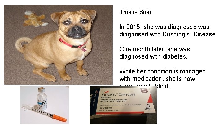 This is Suki In 2015, she was diagnosed with Cushing’s Disease One month later,