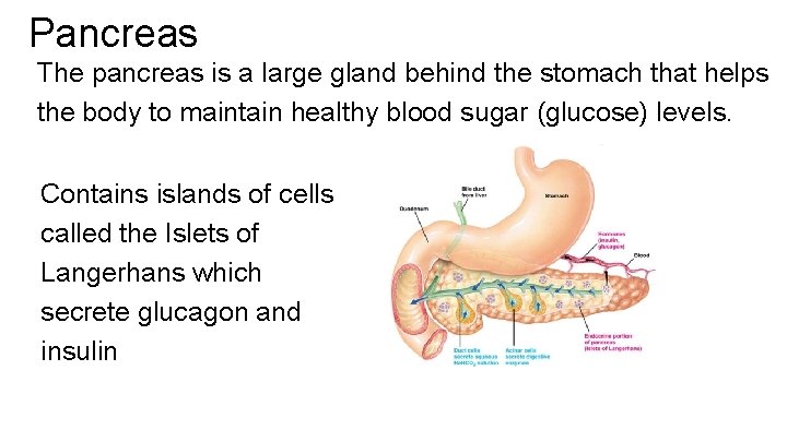 Pancreas The pancreas is a large gland behind the stomach that helps the body