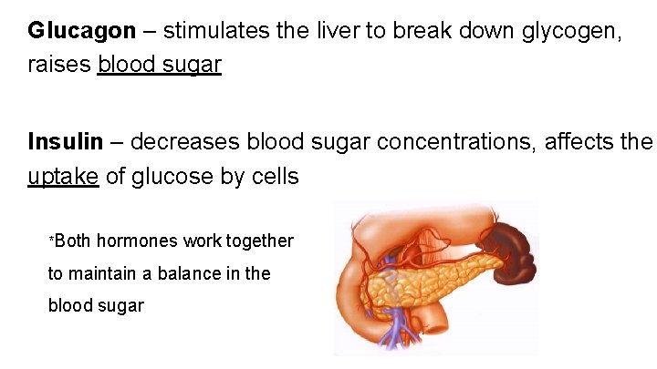 Glucagon – stimulates the liver to break down glycogen, raises blood sugar Insulin –