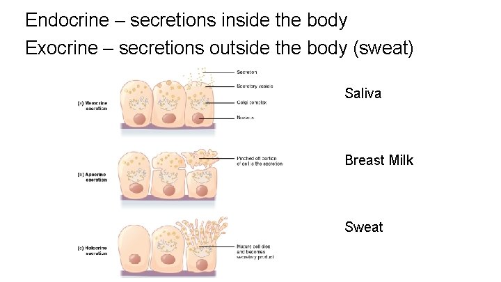 Endocrine – secretions inside the body Exocrine – secretions outside the body (sweat) Saliva