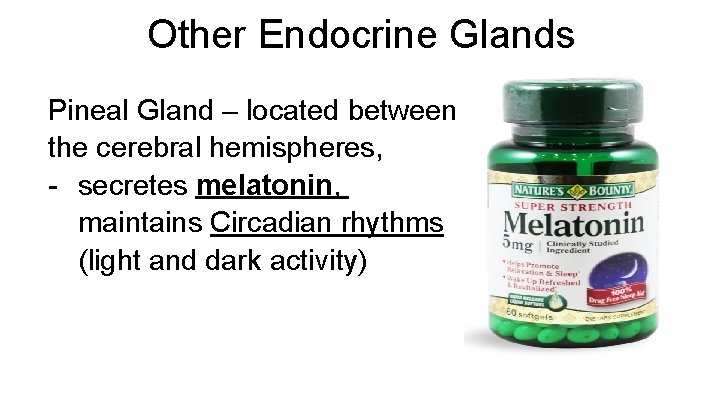 Other Endocrine Glands Pineal Gland – located between the cerebral hemispheres, - secretes melatonin,