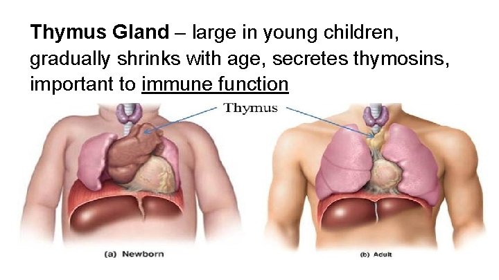 Thymus Gland – large in young children, gradually shrinks with age, secretes thymosins, important