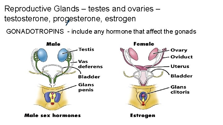 Reproductive Glands – testes and ovaries – testosterone, progesterone, estrogen GONADOTROPINS - include any