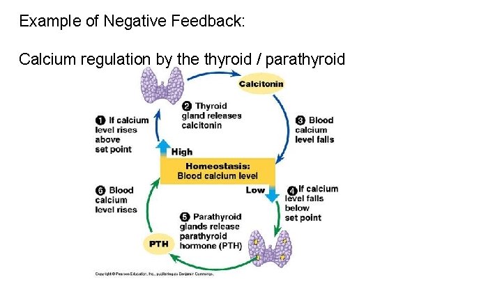 Example of Negative Feedback: Calcium regulation by the thyroid / parathyroid 