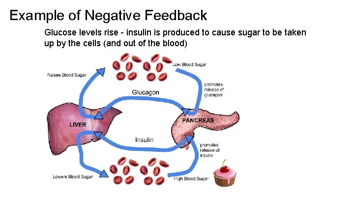 Example of Negative Feedback Glucose levels rise - insulin is produced to cause sugar