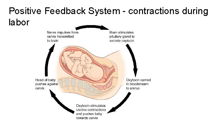 Positive Feedback System - contractions during labor 