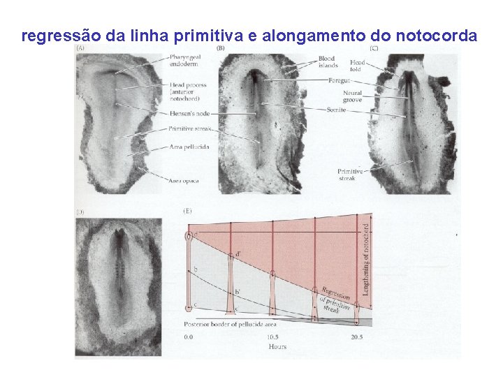 regressão da linha primitiva e alongamento do notocorda 