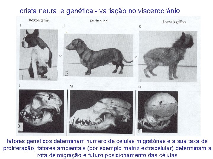 crista neural e genética - variação no viscerocrânio fatores genéticos determinam número de células