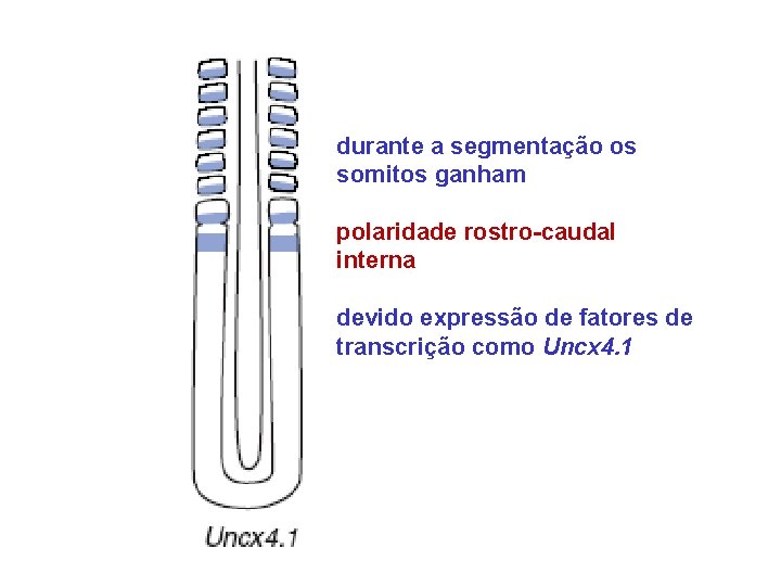 durante a segmentação os somitos ganham polaridade rostro-caudal interna devido expressão de fatores de