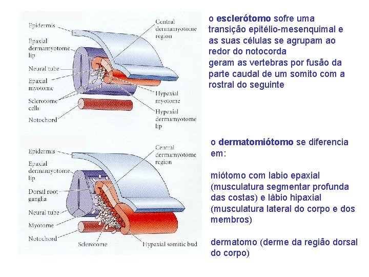 o esclerótomo sofre uma transição epitélio-mesenquimal e as suas células se agrupam ao redor