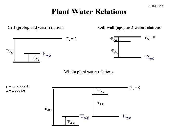 BISC 367 Plant Water Relations Cell (protoplast) water relations Cell wall (apoplast) water relations