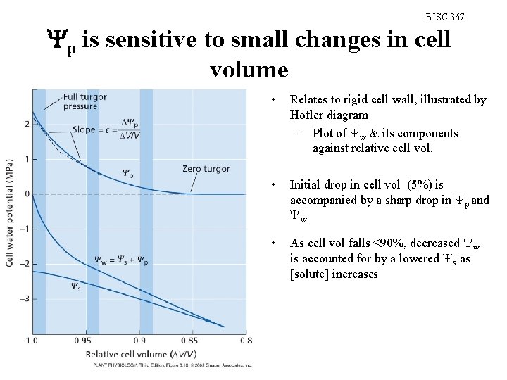 BISC 367 p is sensitive to small changes in cell volume • Relates to