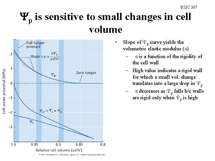 BISC 367 p is sensitive to small changes in cell volume • Slope of