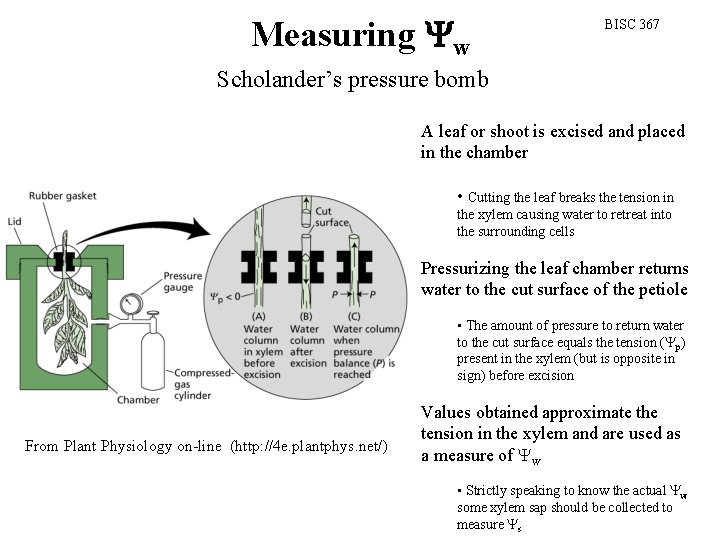 Measuring w BISC 367 Scholander’s pressure bomb A leaf or shoot is excised and