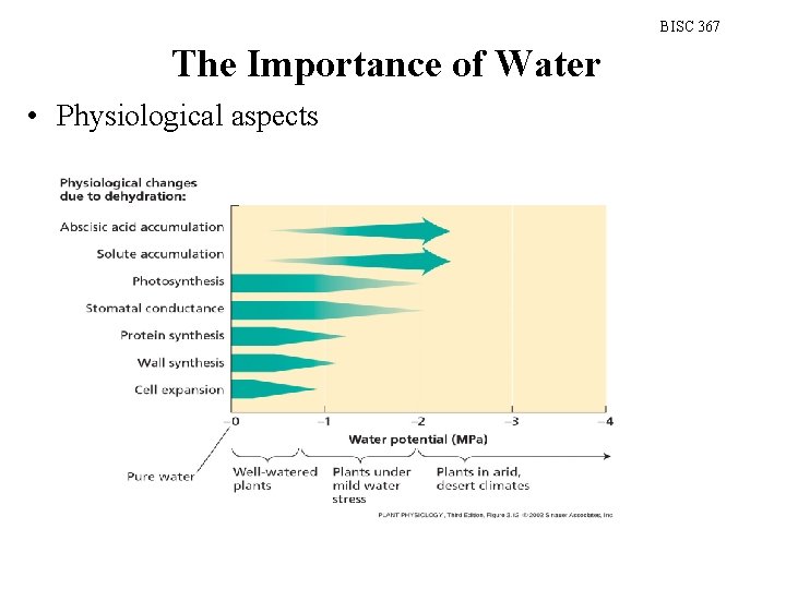 BISC 367 The Importance of Water • Physiological aspects 