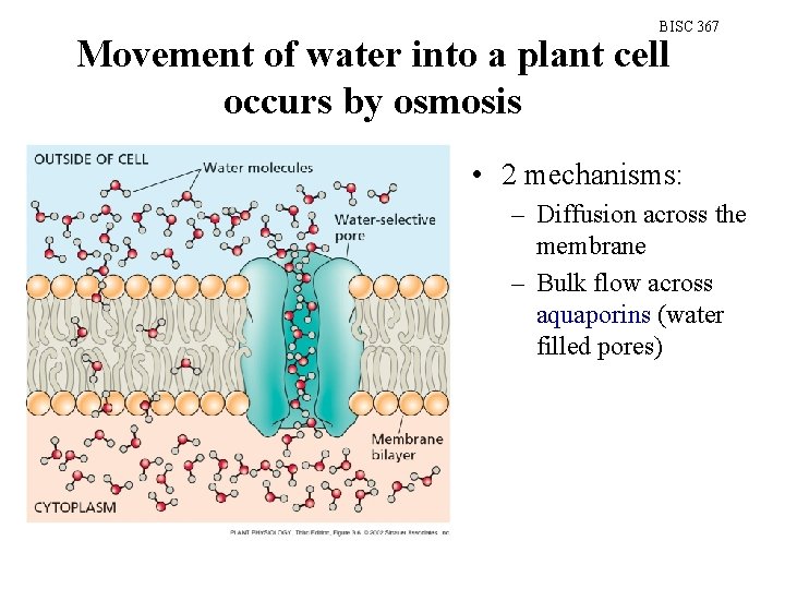 BISC 367 Movement of water into a plant cell occurs by osmosis • 2