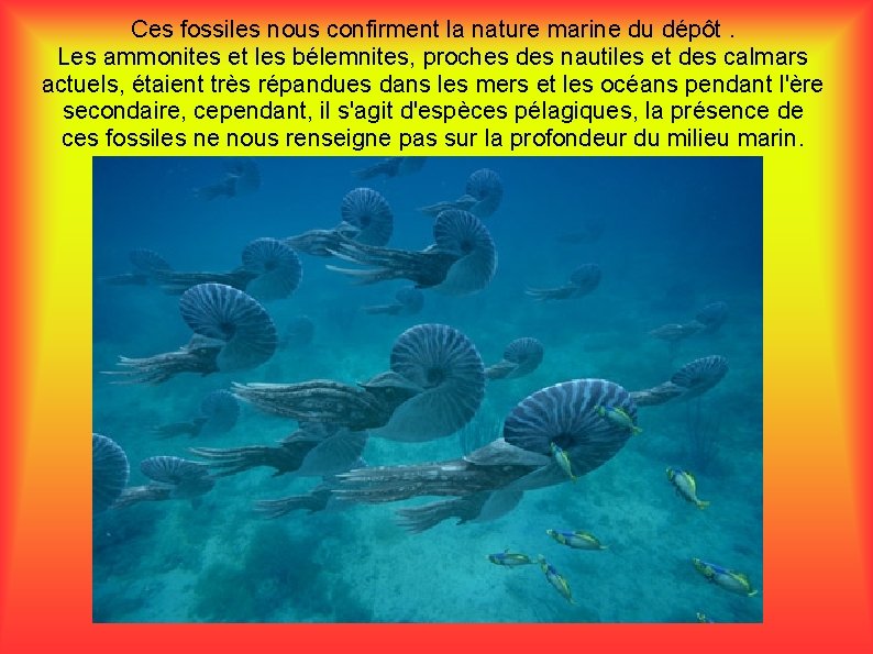 Ces fossiles nous confirment la nature marine du dépôt. Les ammonites et les bélemnites,