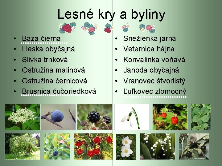 Lesné kry a byliny • • • Baza čierna Lieska obyčajná Slivka trnková Ostružina