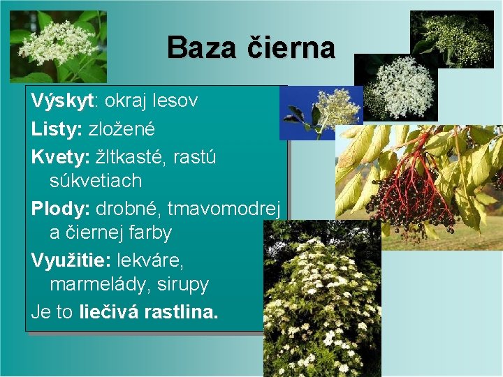 Baza čierna Výskyt: okraj lesov Listy: Listy zložené Kvety: Kvety žltkasté, rastú súkvetiach Plody: