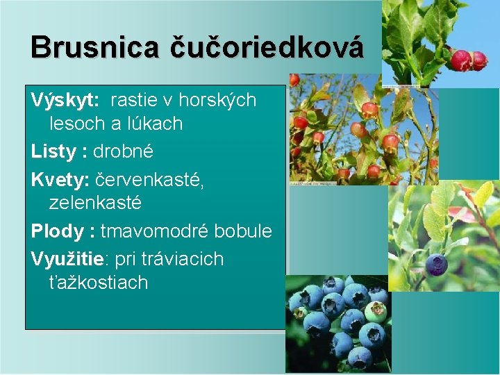 Brusnica čučoriedková Výskyt: rastie v horských Výskyt lesoch a lúkach Listy : drobné Kvety: