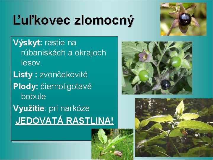 Ľuľkovec zlomocný Výskyt: rastie na Výskyt rúbaniskách a okrajoch lesov. Listy : zvončekovité Plody: