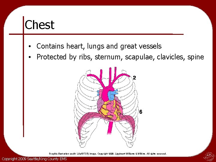 Chest • Contains heart, lungs and great vessels • Protected by ribs, sternum, scapulae,