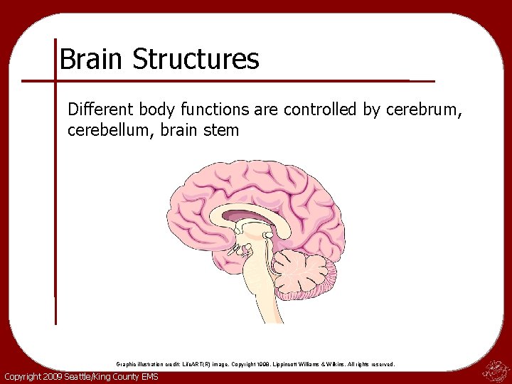Brain Structures Different body functions are controlled by cerebrum, cerebellum, brain stem Graphic illustration