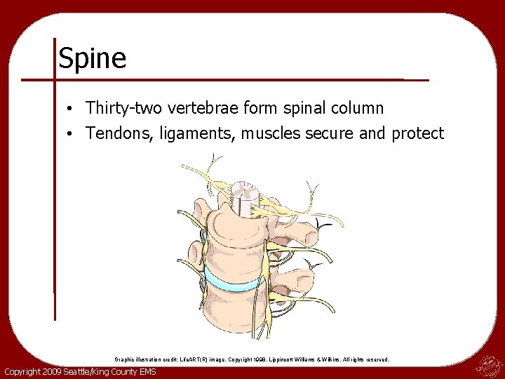 Spine • Thirty-two vertebrae form spinal column • Tendons, ligaments, muscles secure and protect