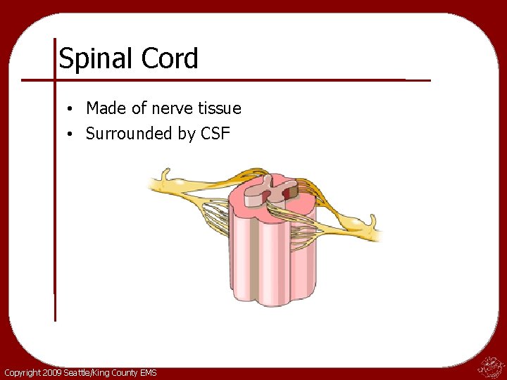 Spinal Cord • Made of nerve tissue • Surrounded by CSF Copyright 2009 Seattle/King