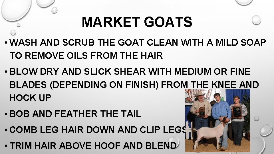 MARKET GOATS • WASH AND SCRUB THE GOAT CLEAN WITH A MILD SOAP TO
