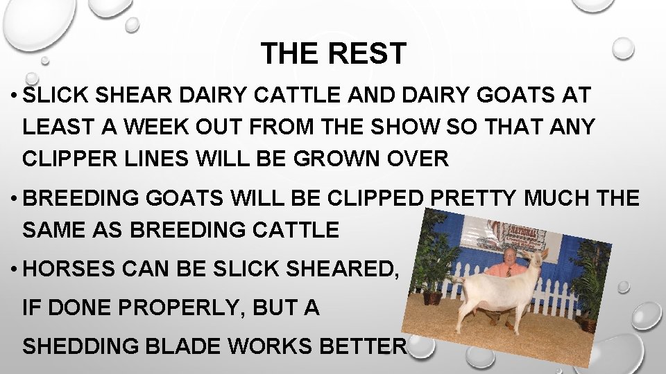 THE REST • SLICK SHEAR DAIRY CATTLE AND DAIRY GOATS AT LEAST A WEEK