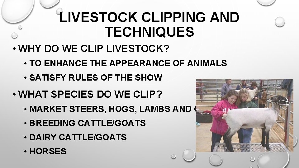LIVESTOCK CLIPPING AND TECHNIQUES • WHY DO WE CLIP LIVESTOCK? • TO ENHANCE THE