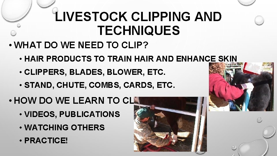 LIVESTOCK CLIPPING AND TECHNIQUES • WHAT DO WE NEED TO CLIP? • HAIR PRODUCTS