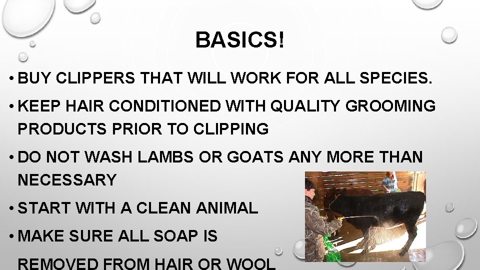 BASICS! • BUY CLIPPERS THAT WILL WORK FOR ALL SPECIES. • KEEP HAIR CONDITIONED
