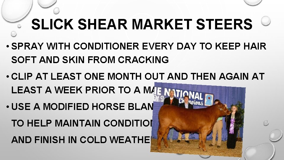 SLICK SHEAR MARKET STEERS • SPRAY WITH CONDITIONER EVERY DAY TO KEEP HAIR SOFT