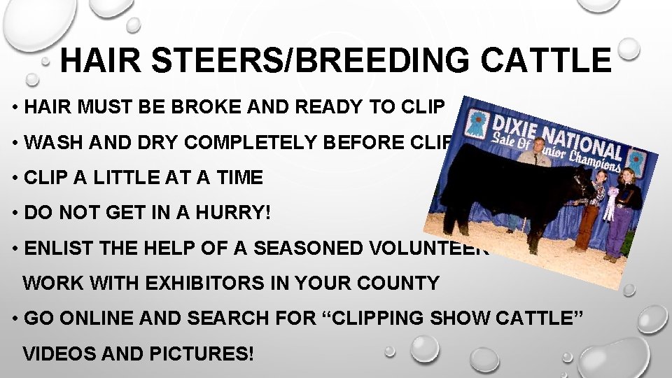 HAIR STEERS/BREEDING CATTLE • HAIR MUST BE BROKE AND READY TO CLIP • WASH