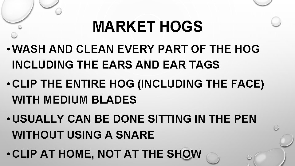 MARKET HOGS • WASH AND CLEAN EVERY PART OF THE HOG INCLUDING THE EARS