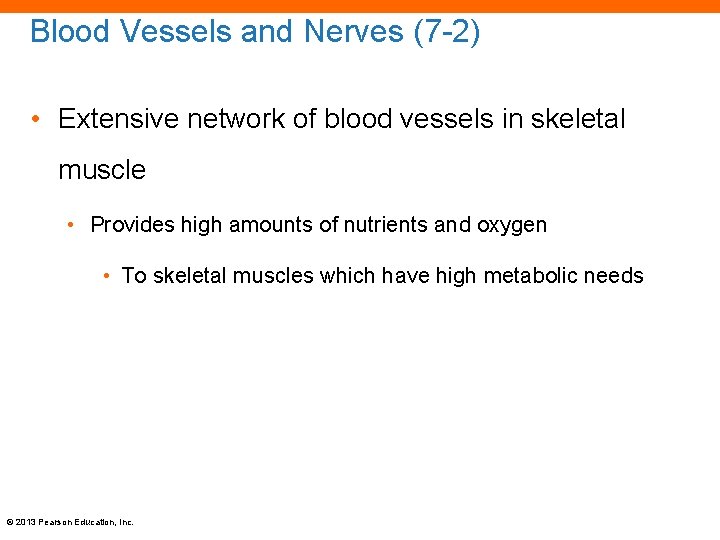 Blood Vessels and Nerves (7 -2) • Extensive network of blood vessels in skeletal