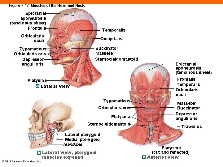 Figure 7 -12 Muscles of the Head and Neck. Epicranial aponeurosis (tendinous sheet) Frontalis