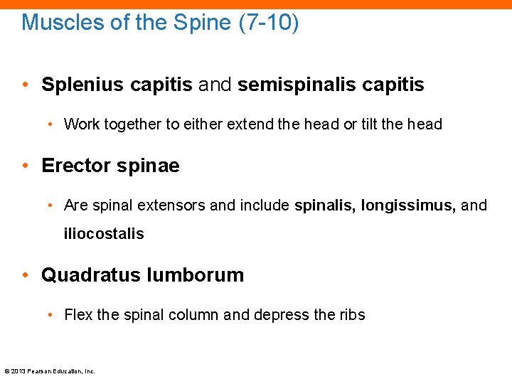 Muscles of the Spine (7 -10) • Splenius capitis and semispinalis capitis • Work