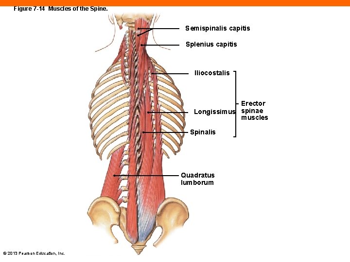 Figure 7 -14 Muscles of the Spine. Semispinalis capitis Splenius capitis Iliocostalis Erector Longissimus