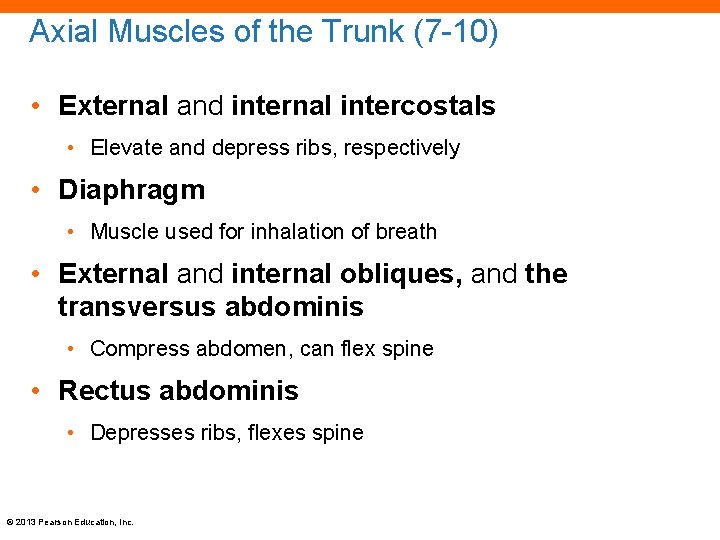 Axial Muscles of the Trunk (7 -10) • External and internal intercostals • Elevate